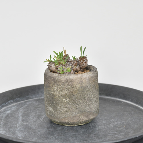 希少多肉植物】ユーフォルビア 峨眉山 Sサイズ 多肉植物 Grace