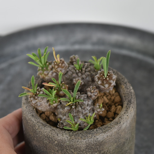 25296円 希少多肉植物】ユーフォルビア 峨眉山 Sサイズ 25296円 希少多肉植物】ユーフォルビア 峨眉山 Sサイズ
