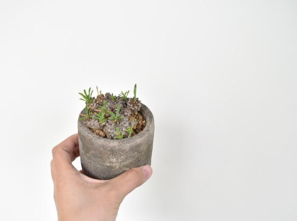 定番の冬ギフト 希少多肉植物】ユーフォルビア 峨眉山 Sサイズ 多肉植物 Grace その他多肉植物