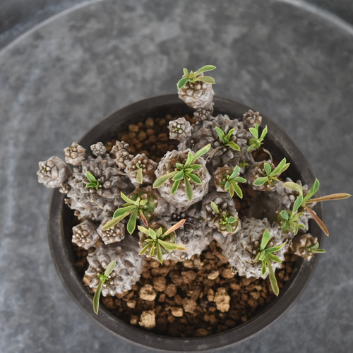 サマーセール8月中送料無料】希少多肉植物 ユーフォルビア 峨眉山 M