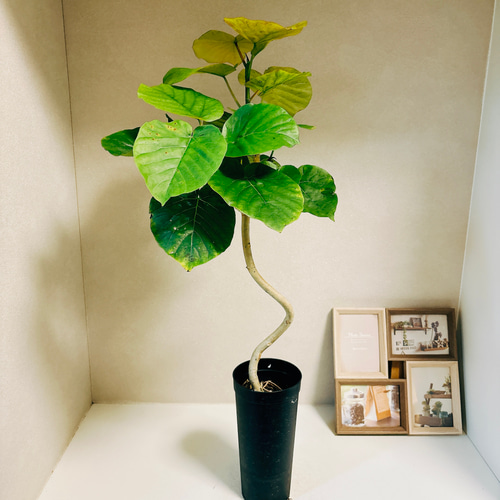 現品］3番 フィカス ウンベラータ 曲がり 3.5号 観葉植物 室内 ゴムの