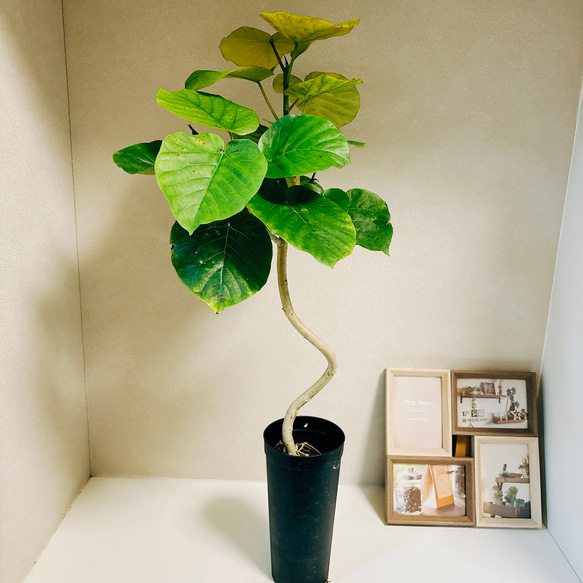 バランスの良い樹形♥】フィカス ウンベラータ 曲がり ゴムの木 【公式