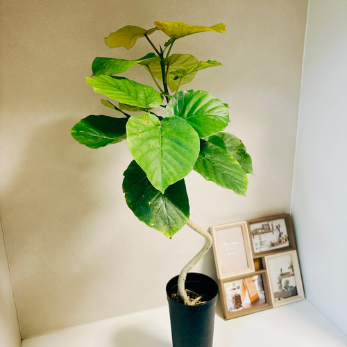 現品］3番 フィカス ウンベラータ 曲がり 3.5号 観葉植物 室内 ゴムの