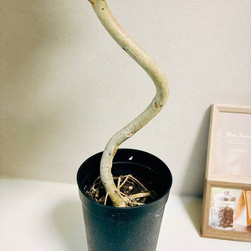 現品］3番 フィカス ウンベラータ 曲がり 3.5号 観葉植物 室内 ゴムの