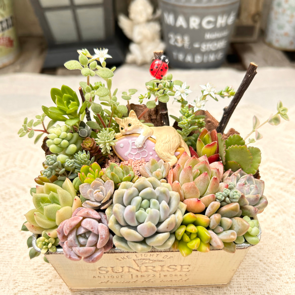 再販♡ お魚抱えた猫さん♪多肉植物寄せ植え ギフト 多肉植物