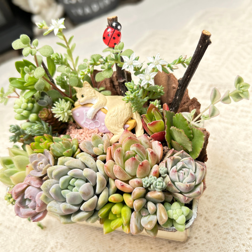 再販♡ お魚抱えた猫さん♪多肉植物寄せ植え ギフト 多肉植物 nekohana