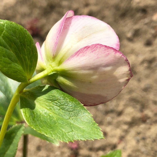 よこちん様専用 クリスマスローズ苗 2種類 クリスマスローズ 伊勢