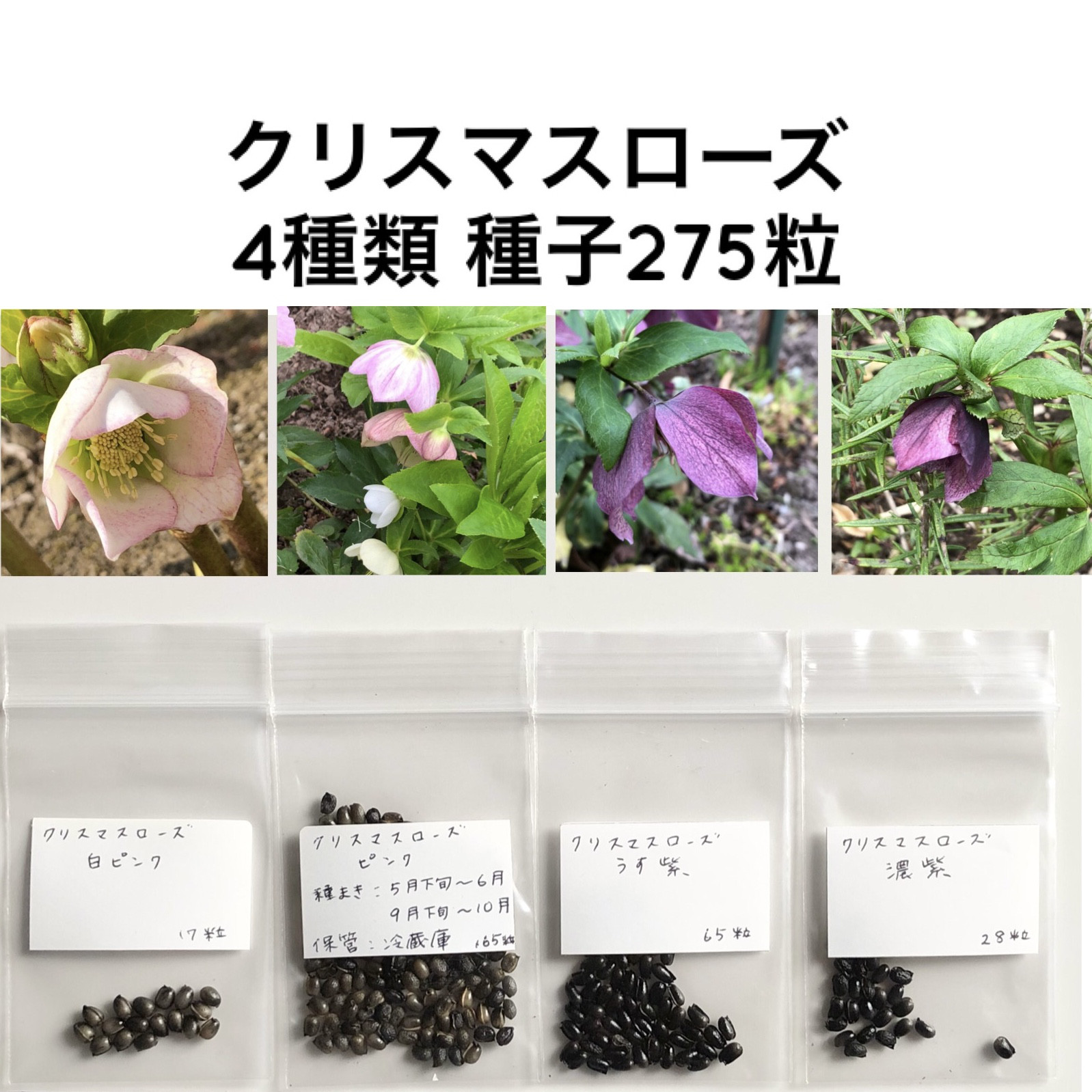 30 クリスマスローズ種