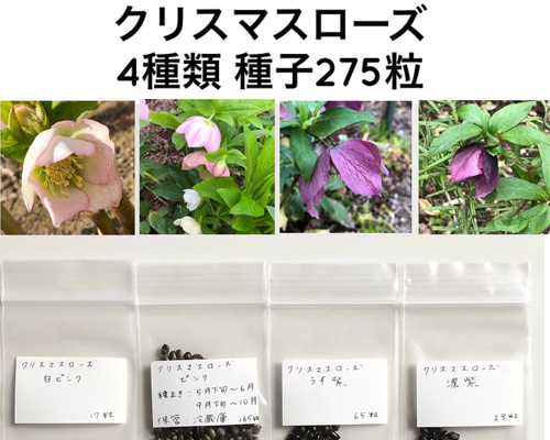 月っ子　クリスマスローズ　種子 8b556caae2ebfb05f3ffa4c68586bf