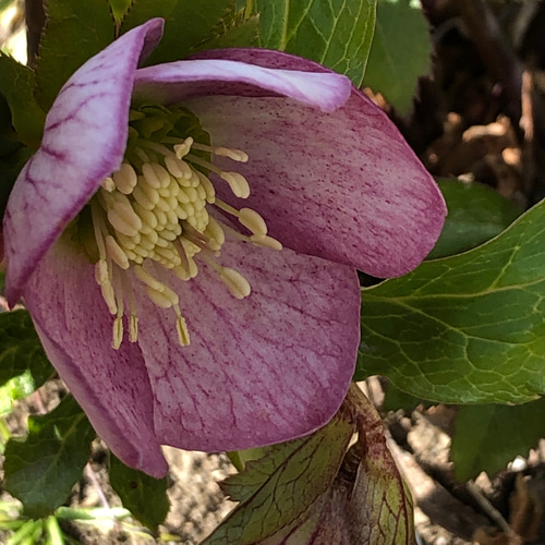 限定】クリスマスローズ ピンク 紫 4種類 種子 275粒 ＊ 多年草 宿根草