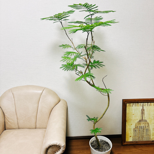 エバーフレッシュ 曲がり ファイバー鉢 お皿付き 観葉植物 中型 エバーフレッシュ 曲がり 陶器鉢 W15M | 移転祝い 開店