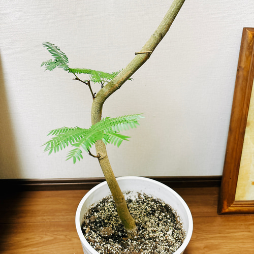 ［現品］93番 エバーフレッシュ　曲がり　8号　観葉植物　室内　大型　人気 現品］3番 エバーフレッシュ 曲がり 8号 観葉植物 室内 大型