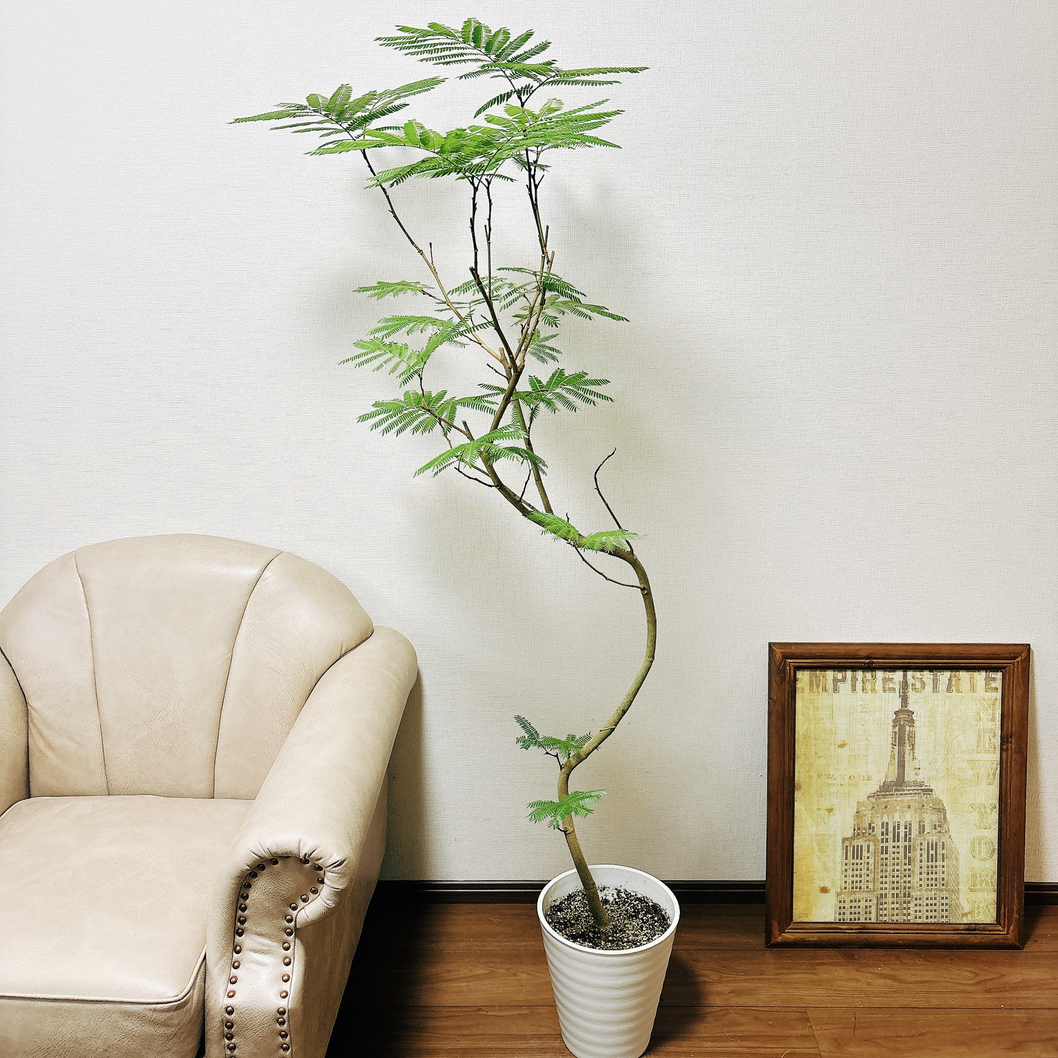 ［現品］63番　エバーフレッシュ　曲がり　8号　観葉植物　室内　大型　人気