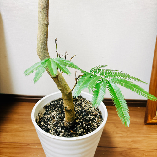 現品］4番 エバーフレッシュ 曲がり 8号 観葉植物 室内 大型
