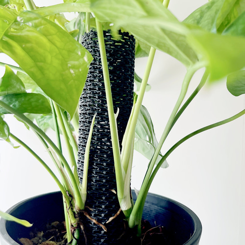 希少】609. アミドリウム メディウム 観葉植物 室内 多肉植物 