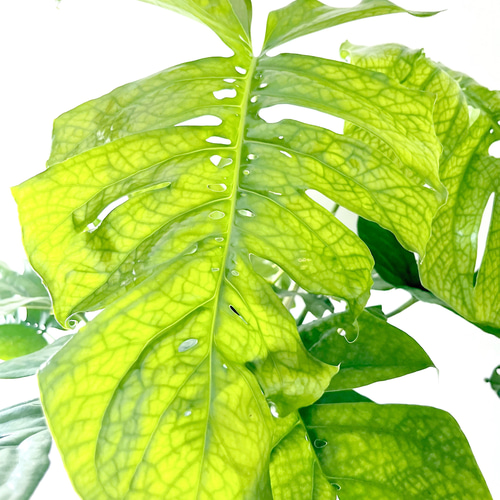 極めて希少 アミドリウム メディウム モンステラ 支柱 観葉植物