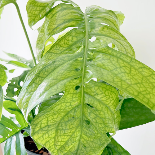 極希少 アミドリウム メディウム モンステラ 支柱 観葉植物