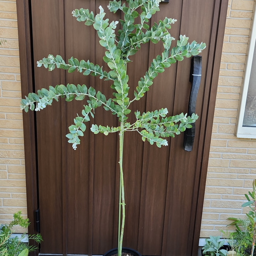 パールアカシア　大苗　ミモザ ミモザ苗 ミモザ鉢植え アカシア パールアカシア 8号