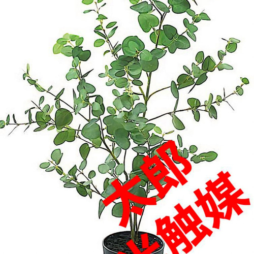 光触媒 人工観葉植物 ウォールグリーン フェイクグリーン ユーカリ