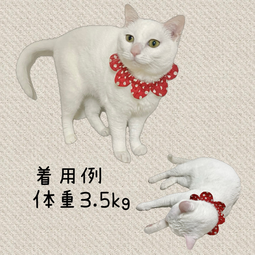 ザビエル首輪 猫首輪 シュシュ首輪 リード・首輪 はせがわ 通販