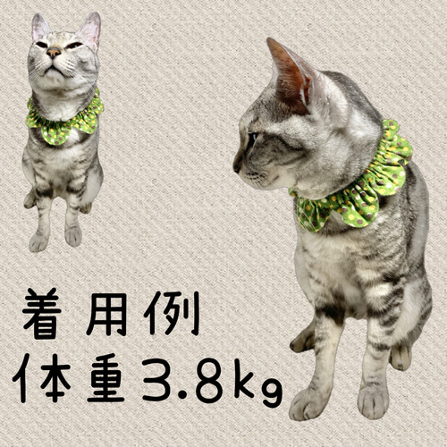 ザビエル首輪 猫首輪 シュシュ首輪 リード・首輪 はせがわ 通販