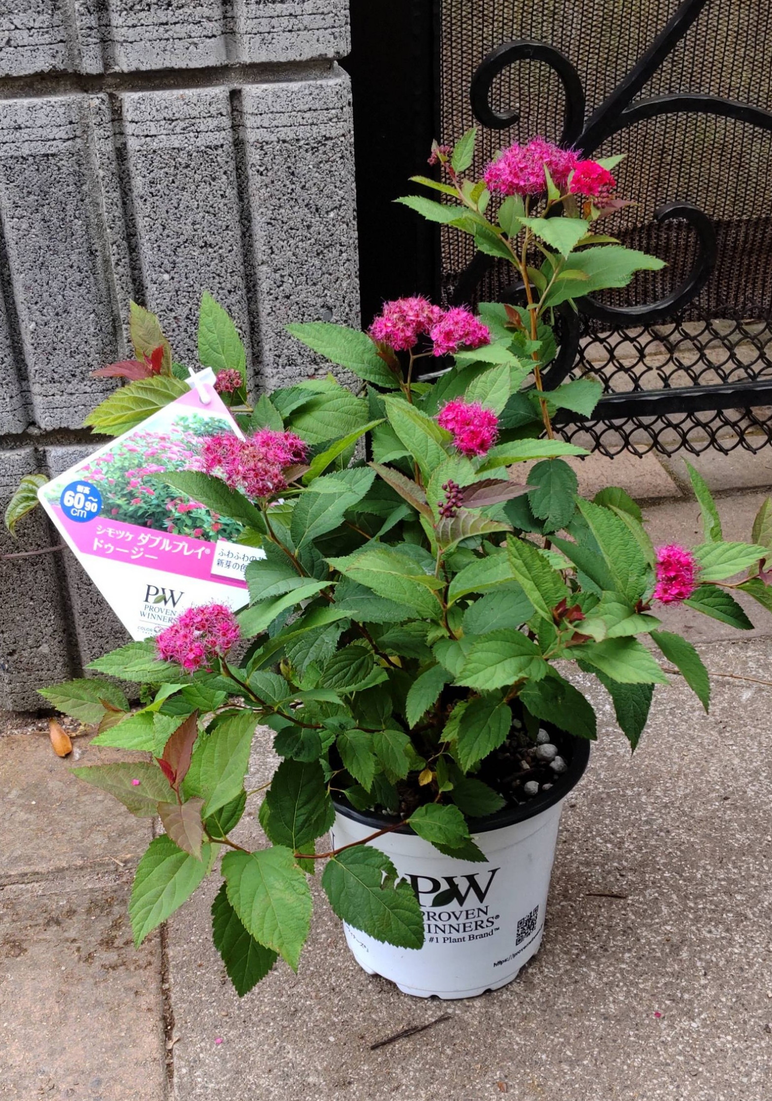 下野(しもつけ)【ダブルプレイドゥリー】ダークローズの美しい花を長期間咲かせてくれる