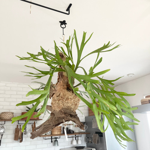 ビカクシダ キッチャクード 観葉植物