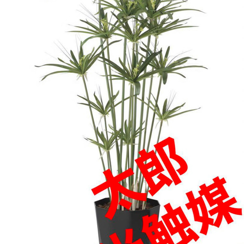 光触媒 人工観葉植物 ウォールグリーン フェイクグリーン パピルス