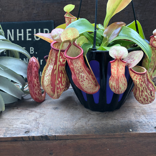 2024新入荷 吊り下げネペンテス♡ガヤ♡5号♡ウツボカズラ♡食虫植物 その他観葉植物