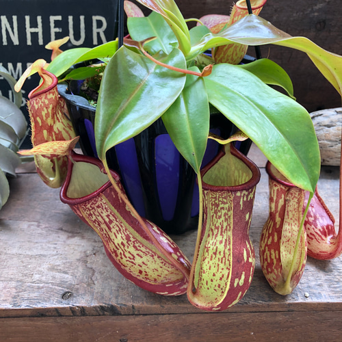 ★ポットごと♡吊り下げネペンテス♡ガヤ♡5号♡ウツボカズラ♡食虫植物♡ 吊り下げネペンテス♡ガヤ♡5号♡ウツボカズラ♡食虫植物