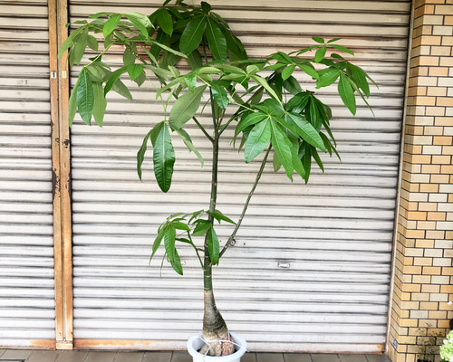 パキラの実　33個 536de18d4f9135a87a6c823360eeac