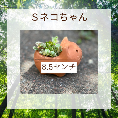 猫ちゃんテラコッタ鉢に 多肉植物寄せ植え S 多肉植物 Jam Osaka 通販