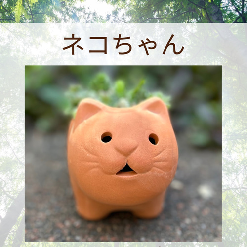 猫ちゃんテラコッタ鉢に 多肉植物寄せ植え S 多肉植物 Jam Osaka 通販