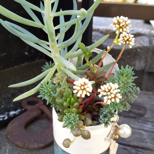 多肉植物 ビーズ付きリメ缶の紅稚児の寄せ植え 多肉植物 ミクロ 通販