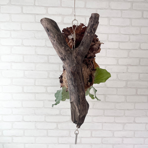 ビカクシダ コウモリラン アンティス 流木付け 観葉植物 ハンギング