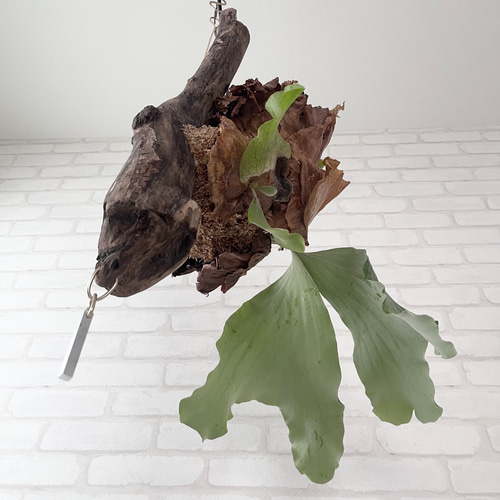 ビカクシダ コウモリラン アンティス 流木付け 観葉植物 ハンギング