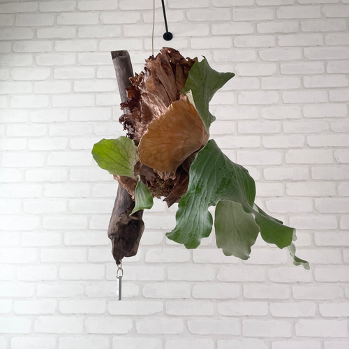 特大　コウモリラン　ビカクシダ　流木ハンギング ビカクシダ コウモリラン 群生ビカクシダ流木付け 観葉植物 ハンギング