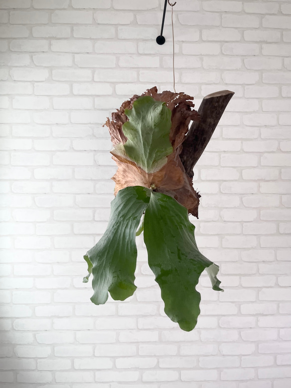 ビカクシダ コウモリラン アンティス 流木付け 観葉植物 ハンギング