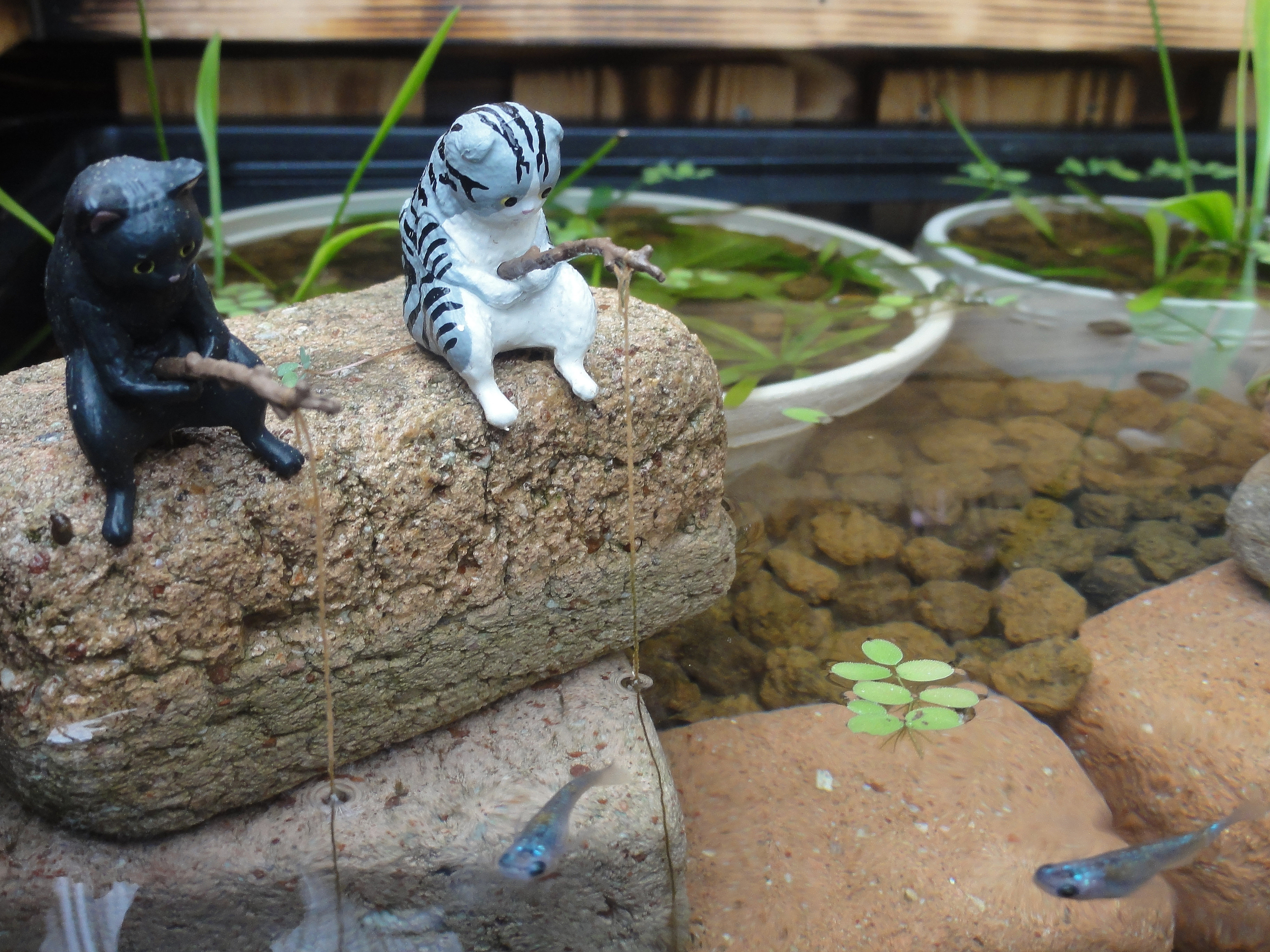 ビオトープ　60L　トロ舟＆木枠セット（棚付き）　メダカ＆金魚飼育用