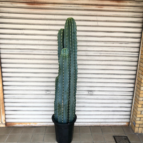 花芽発生中！ 厳選個体 大型 柱サボテン 4本立 その他インテリア雑貨