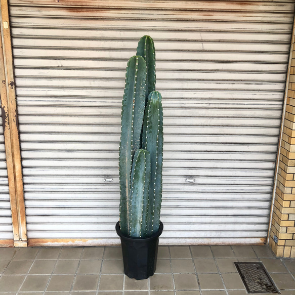 花芽発生中！ 厳選個体 大型 柱サボテン 4本立 その他インテリア雑貨 