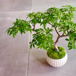 沖縄産　小葉フクマンギ盆栽 沖縄産 小葉フクマンギ盆栽 沖縄の樹木5 - 花の日記