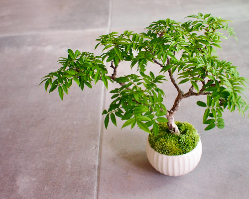 小藤　(コフジ)　[模様木]　中品盆栽 小藤 (コフジ) [模様木] 中品盆栽 【公式通販】