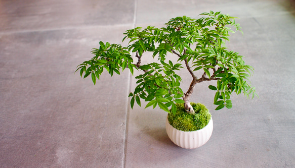 藤 ミニ盆栽 小品盆栽 小藤｜コフジ | 落葉樹｜盆栽｜bonsai 盆栽 bonsaikiki 通販 17760777
