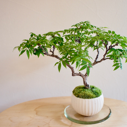 小藤｜コフジ | 落葉樹｜盆栽｜bonsai 盆栽 bonsaikiki 通販