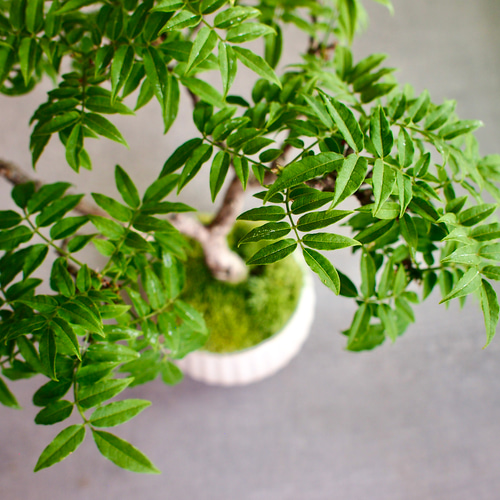 小藤｜コフジ | 落葉樹｜盆栽｜bonsai 盆栽 bonsaikiki 通販