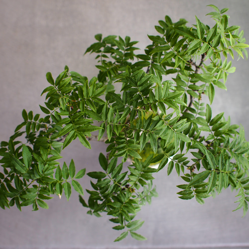 小藤｜コフジ | 落葉樹｜盆栽｜bonsai 盆栽 bonsaikiki 通販