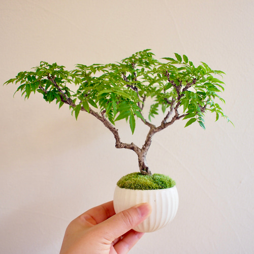 小藤｜コフジ | 落葉樹｜盆栽｜bonsai 盆栽 bonsaikiki 通販 17760777