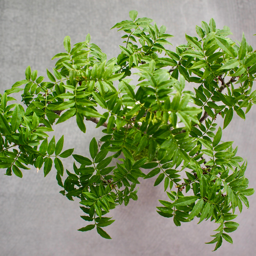 小藤　(コフジ)　[模様木]　中品盆栽 小藤｜コフジ | 落葉樹｜盆栽｜bonsai 盆栽 bonsaikiki 通販