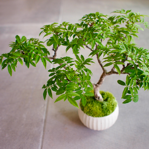 小藤｜コフジ | 落葉樹｜盆栽｜bonsai 盆栽 bonsaikiki 通販